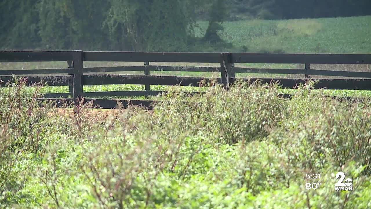 Police seek gunman who shot & killed horses in Monkton