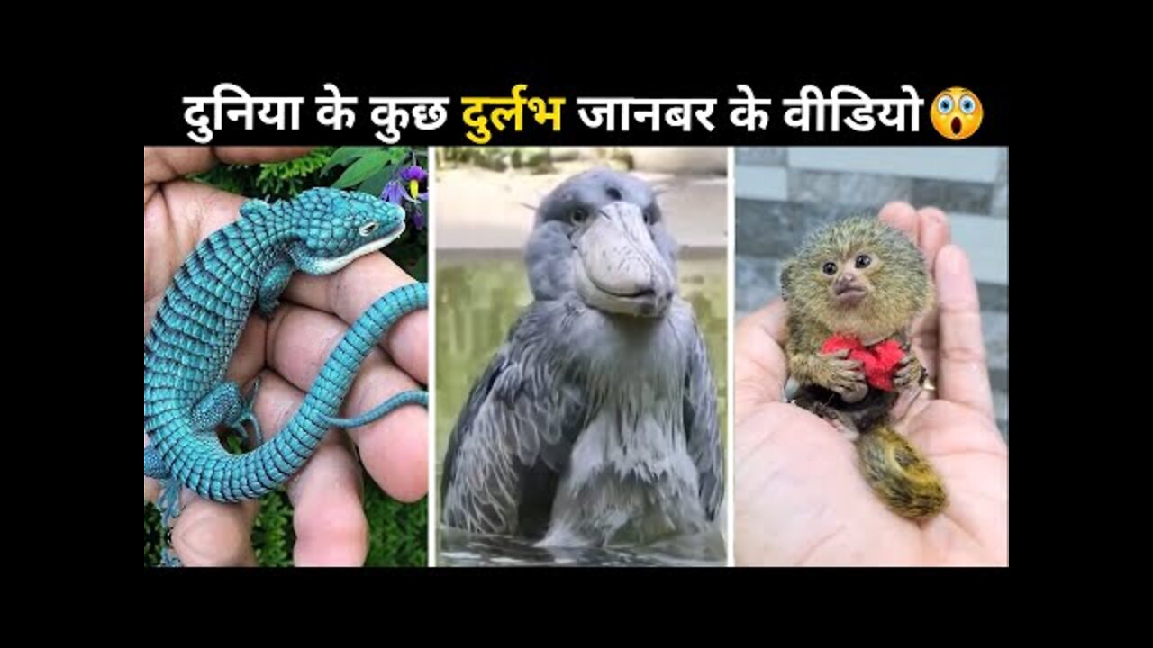 # animals #cut #shots #