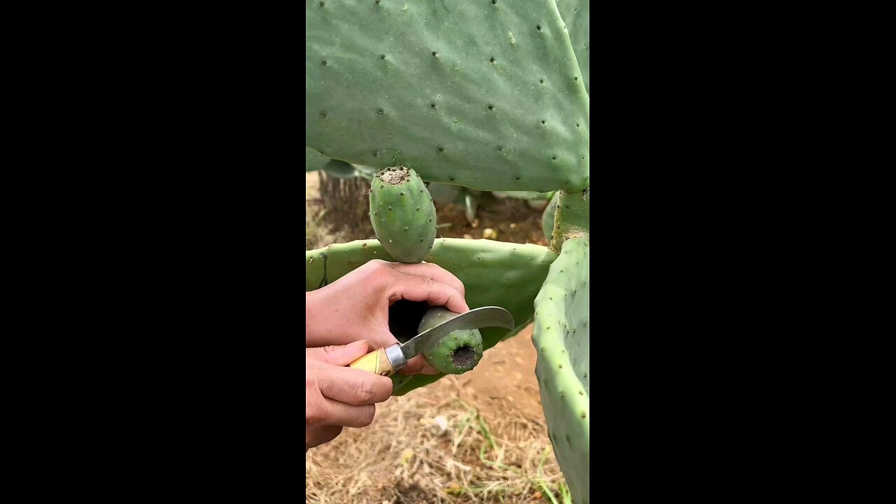 Fruit Name ?