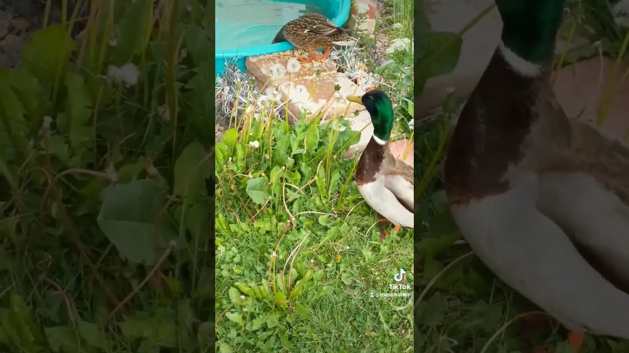It's duck time! Beautiful Ducks #duck #ducks #shortvideo #short #shorts #wildlife #youtuber #sub