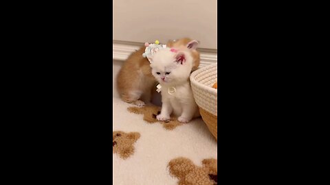 Cat video Cute Cat 😺😺