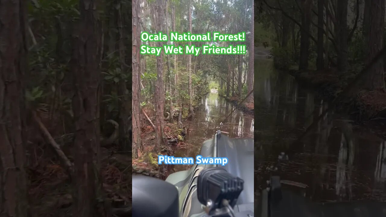 Getting Wet in a Bronco Raptor at Ocala National Forest! Pittman Swamp Entrance! #shorts