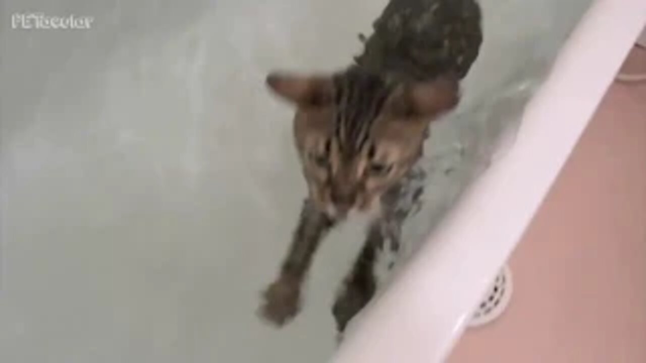 Funny Cats in Water Cats Love Water Video Compilation