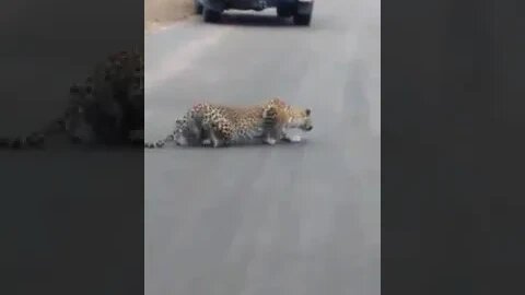 Leopard doing a classic Leopard crawl while stalk Bonjour l'Afrique hello la jungle wild life