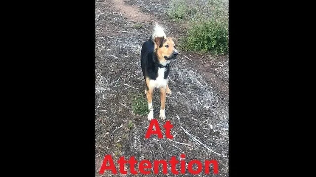 DOG Male Australian Shepherd Check Strange Noise on Command DIY