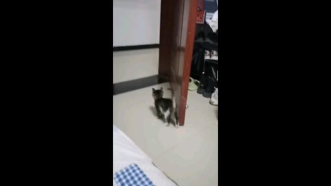 cute cat think to surprise his owner 😄