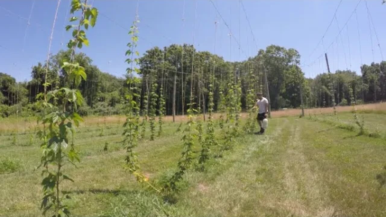 Spraying hop plants with neem oil