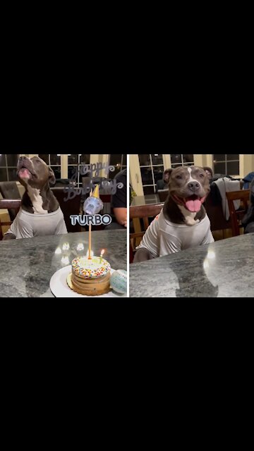 Happy pup joins family in singing "Happy Birthday" song