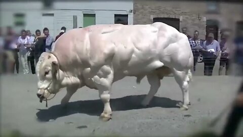 Los 10 Toros Más Grandes Del Mundo-1