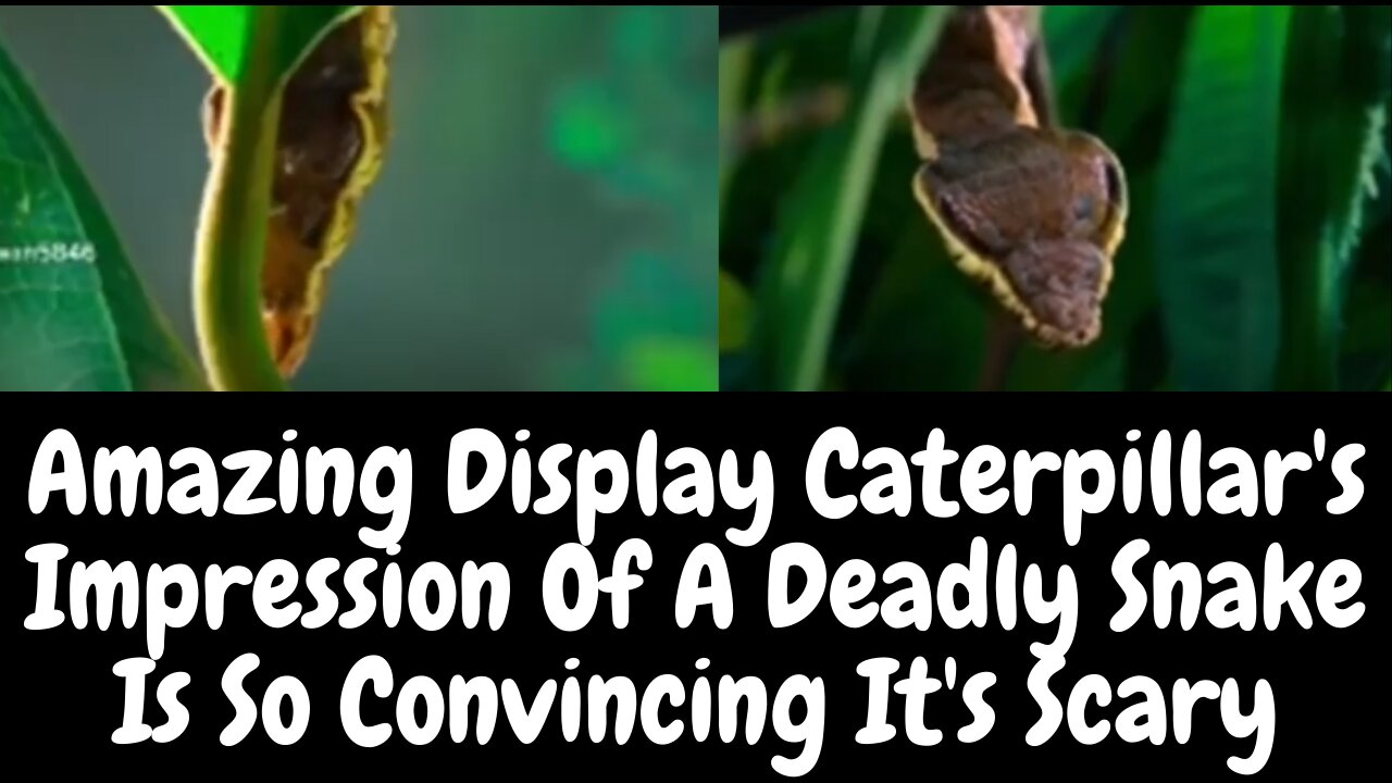 Caterpillar's Impression Of A Deadly Snake