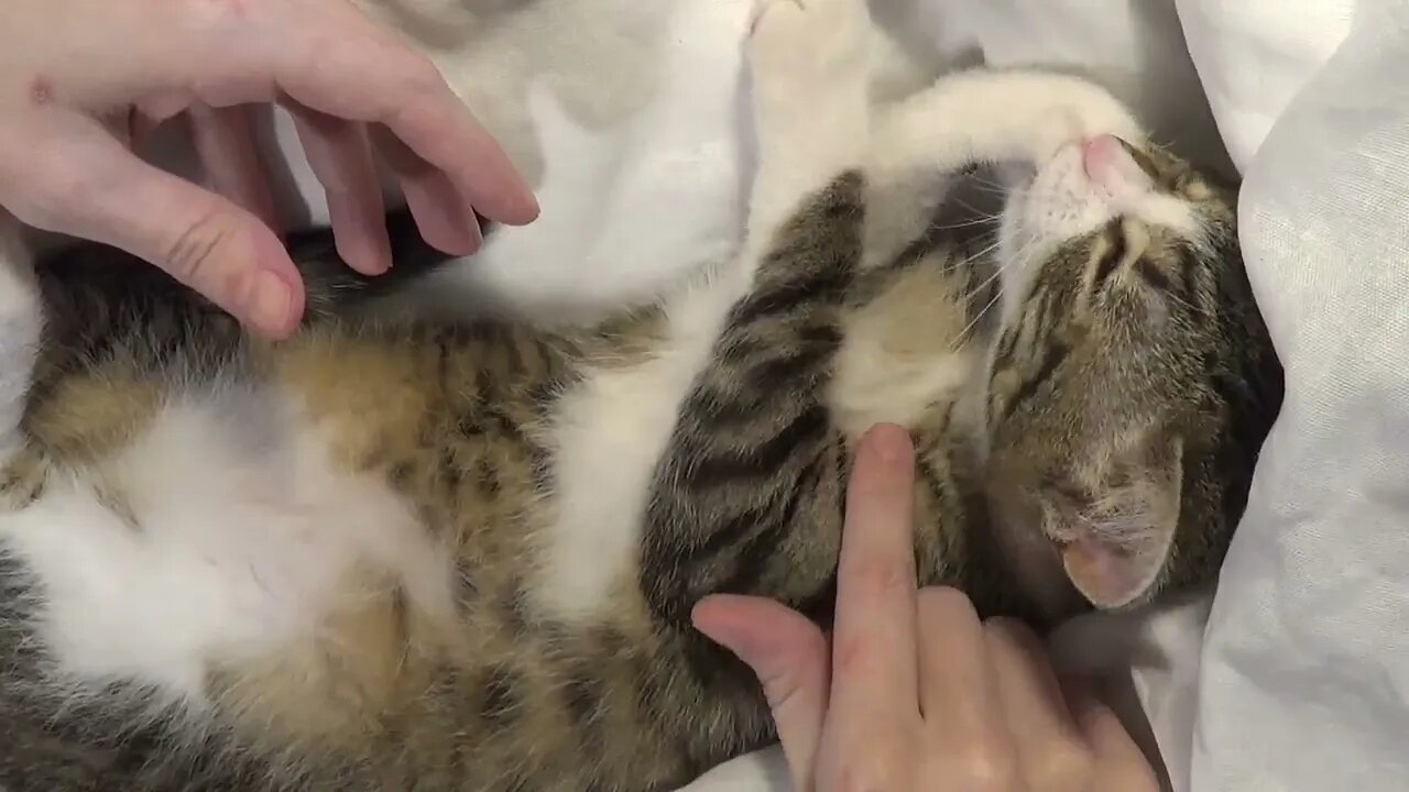 Small Cat Is Grooming His Little Fingers