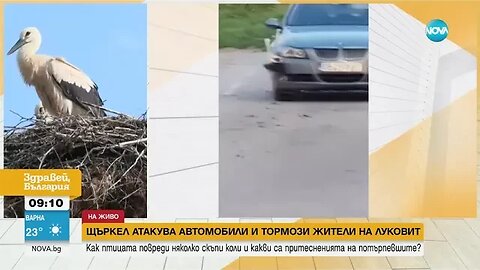 Щъркел „атакува” автомобили и тормози жители на Луковит ВИДЕО