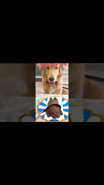 Baby dogs😺cute and funny 🐶 dog videos | funny pappy video 2022 #short #viral dog training