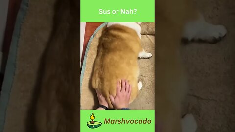 Cute dog bouncing #shorts #fyp #dog #puppy #animals #funny #viral #corgi #dogsoftiktok #funnydog
