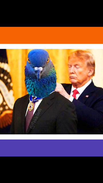 Heroic Bird Craps On Biden