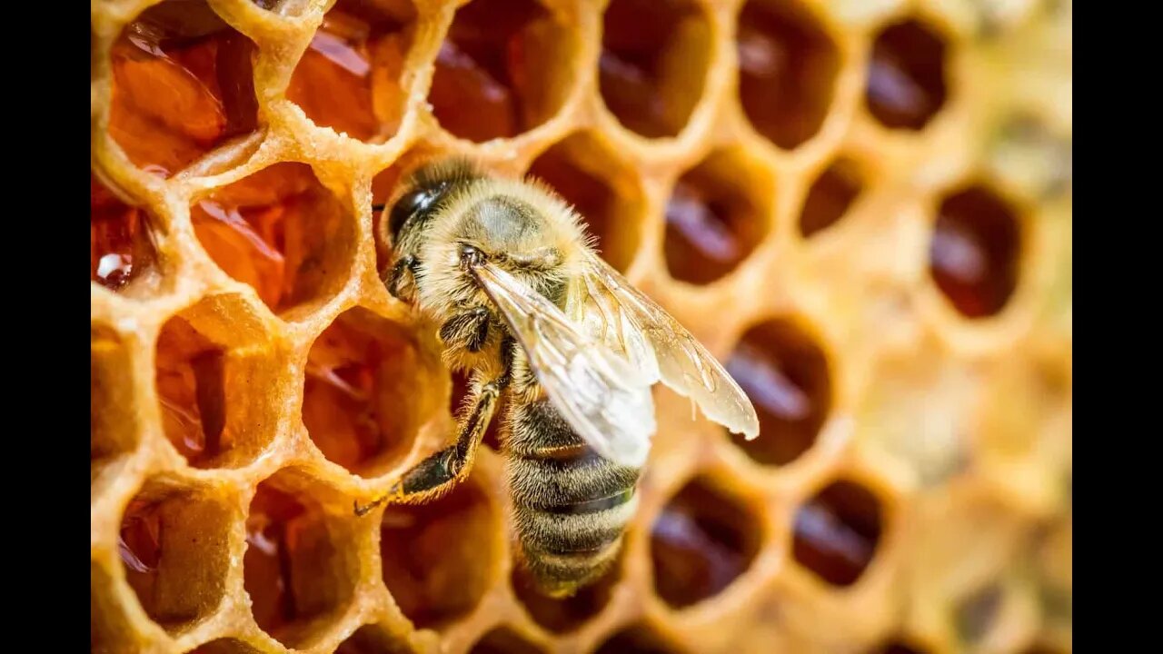 Beyond honey - benefits of propolis and royal jelly.