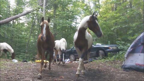 Ranchers Lost Horses Invade Our Campsite