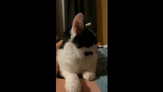 Milo forgets his tounge