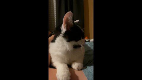 Milo forgets his tounge