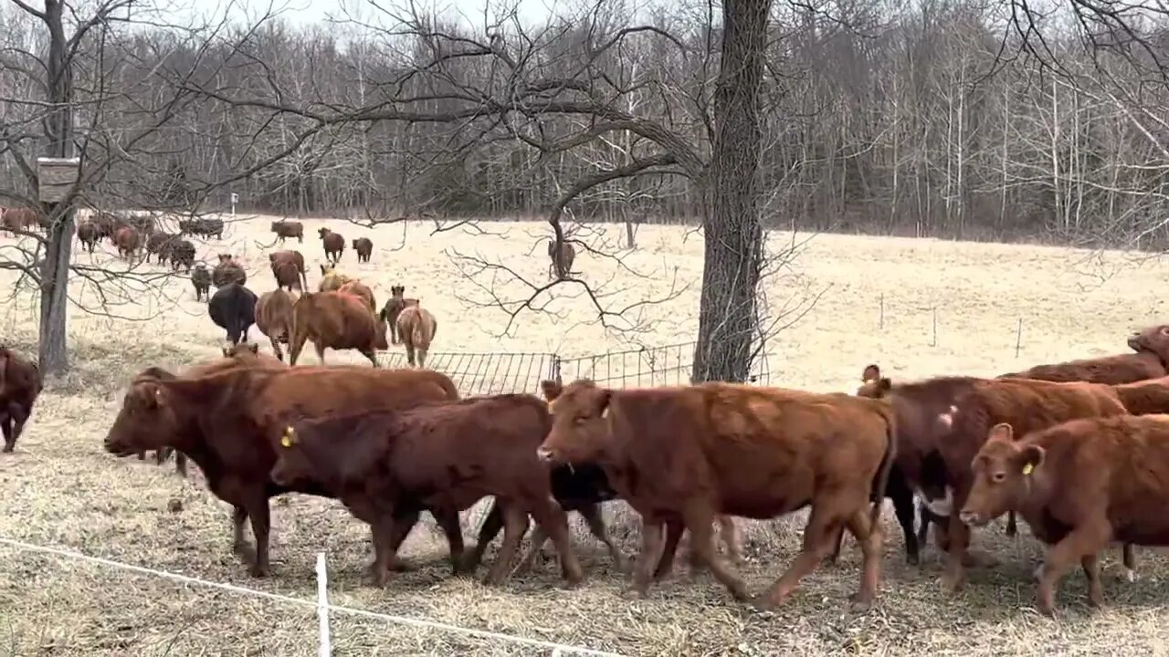 Mini cattle drive from lifetime lease farm to our next largest farm.