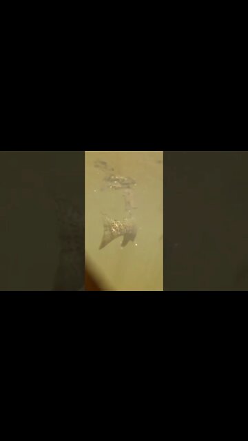 Fish bumped into my camera