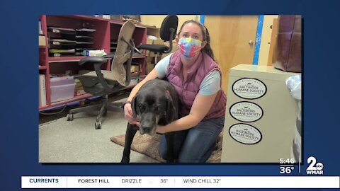 Jackson the dog looking for a new home at the Baltimore Humane Society