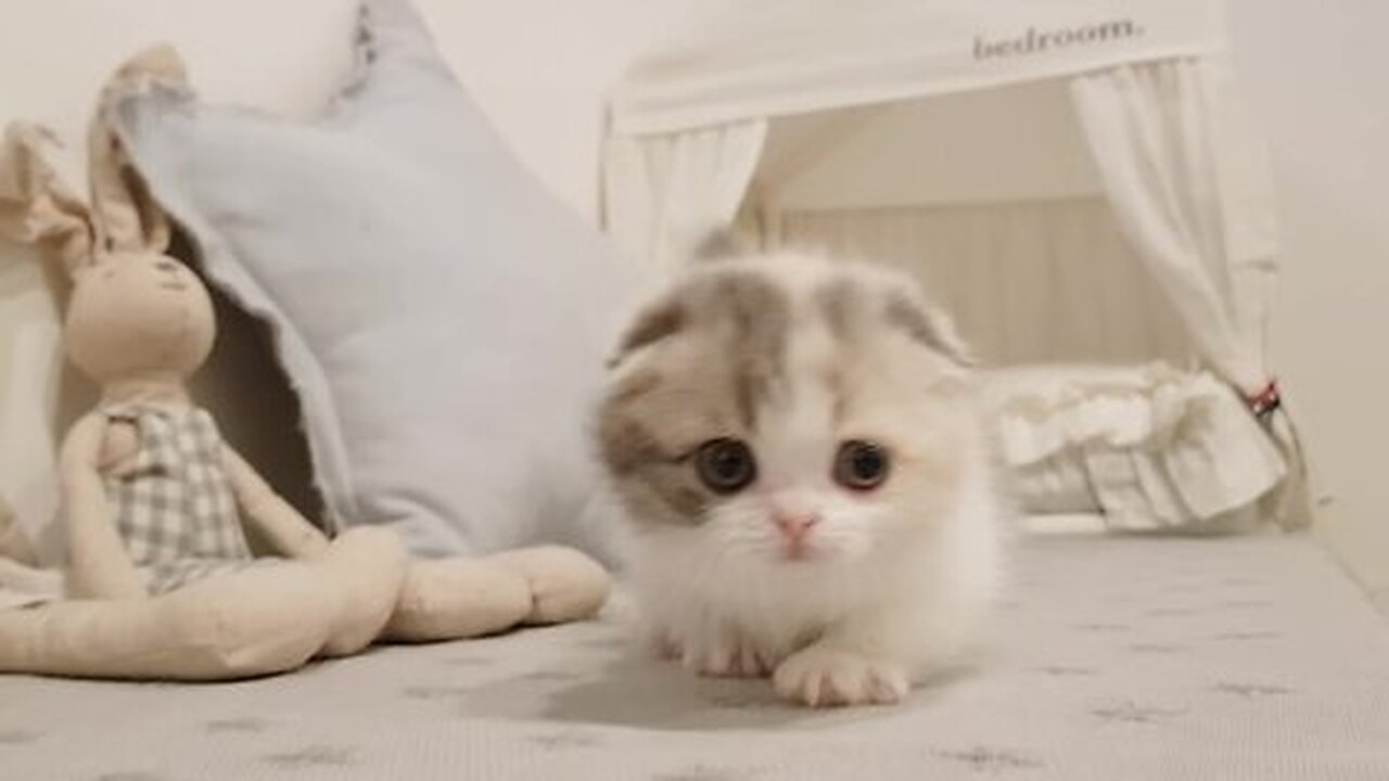 Cute kitten video short leg cat_