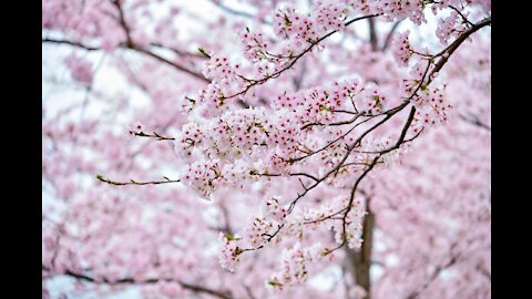 cherry blossoms