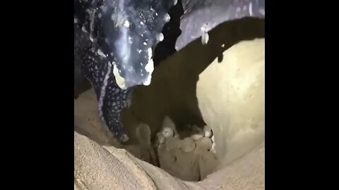 Turtle Laying Eggs 🥚#UbertainmentFun #Shorts #ytshorts #Dogs #Animals #Fun