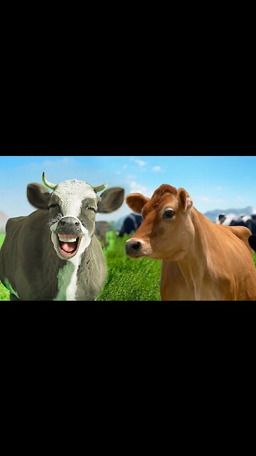 FUNNY COW │ Cow Song & Cow Videos 2022