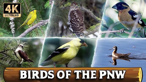A Year of Birds [4K Ultra HD]