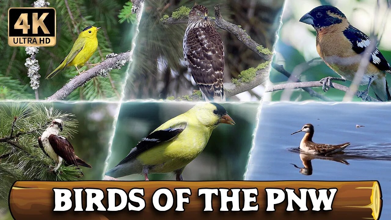 A Year of Birds [4K Ultra HD]