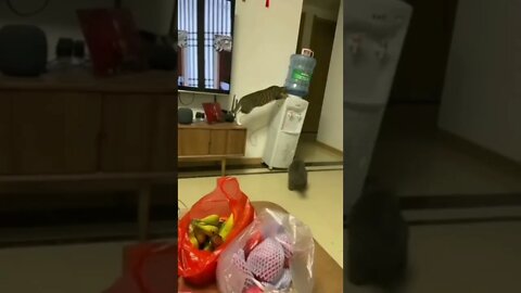 Me falaram que ter gato era tranquilo 🤣🤣