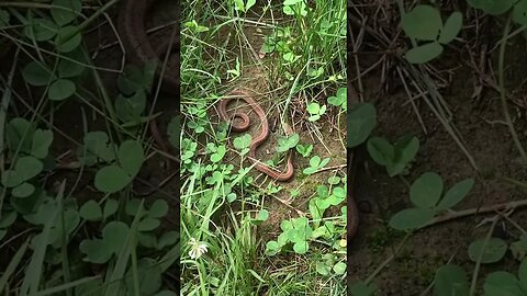 Little Snake in the trail