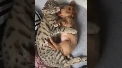 Love animals