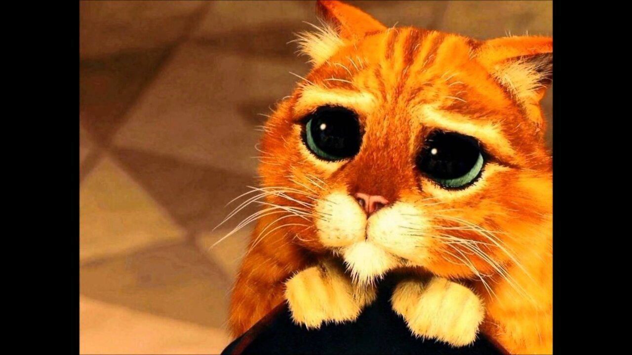 The Best Cat Videos from Brazil