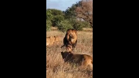 Massive Black Maned Lion