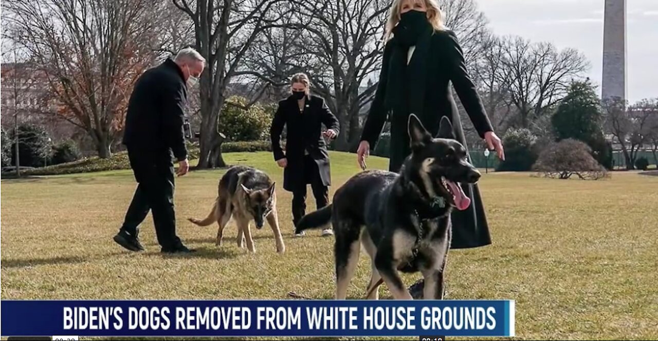 Biden's Dogs Are No Longer At White House After 'Biting Incident'