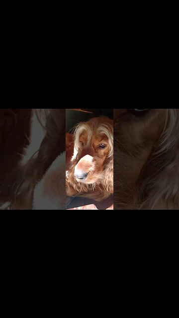 #dogshow, #amimals, #dogs, #shorts