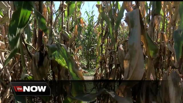 Farmers plan to plant more soybeans than corn this year