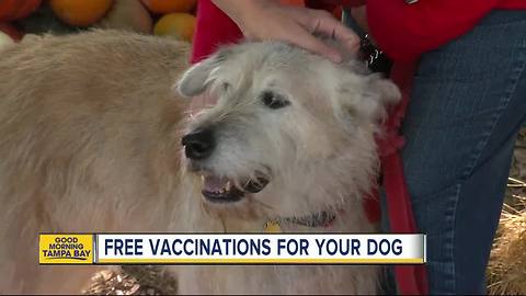 Humane Society of Tampa Bay offering free shots for dogs on Saturday