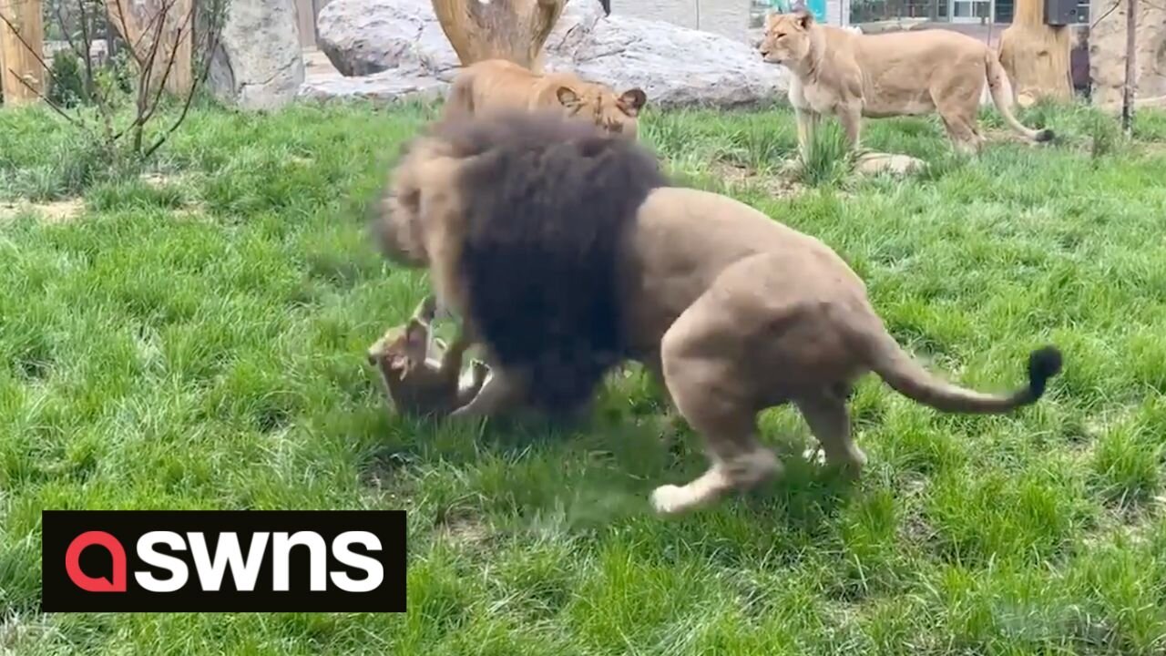 Cute moment lion cub stands up to father picking on him - prompting its mum to get involved