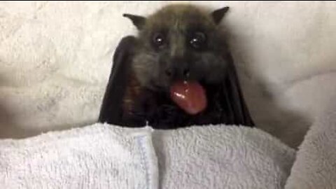 Hai mai visto un pipistrello mangiare la frutta?