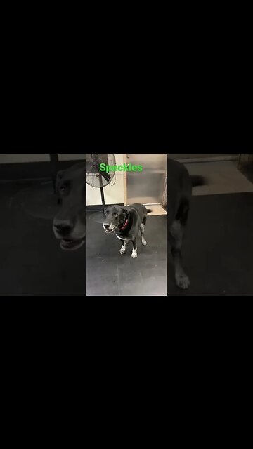 [Shorts 0051] SPECKLES [#dogs #doggos #doggies #puppies #dogdaycare]