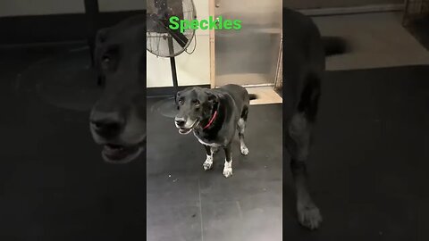 [Shorts 0051] SPECKLES [#dogs #doggos #doggies #puppies #dogdaycare]