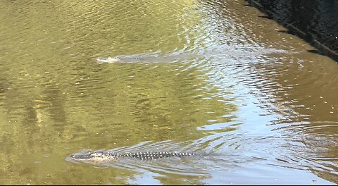 Part 1 | Myakka River State Park | Gators Galore!