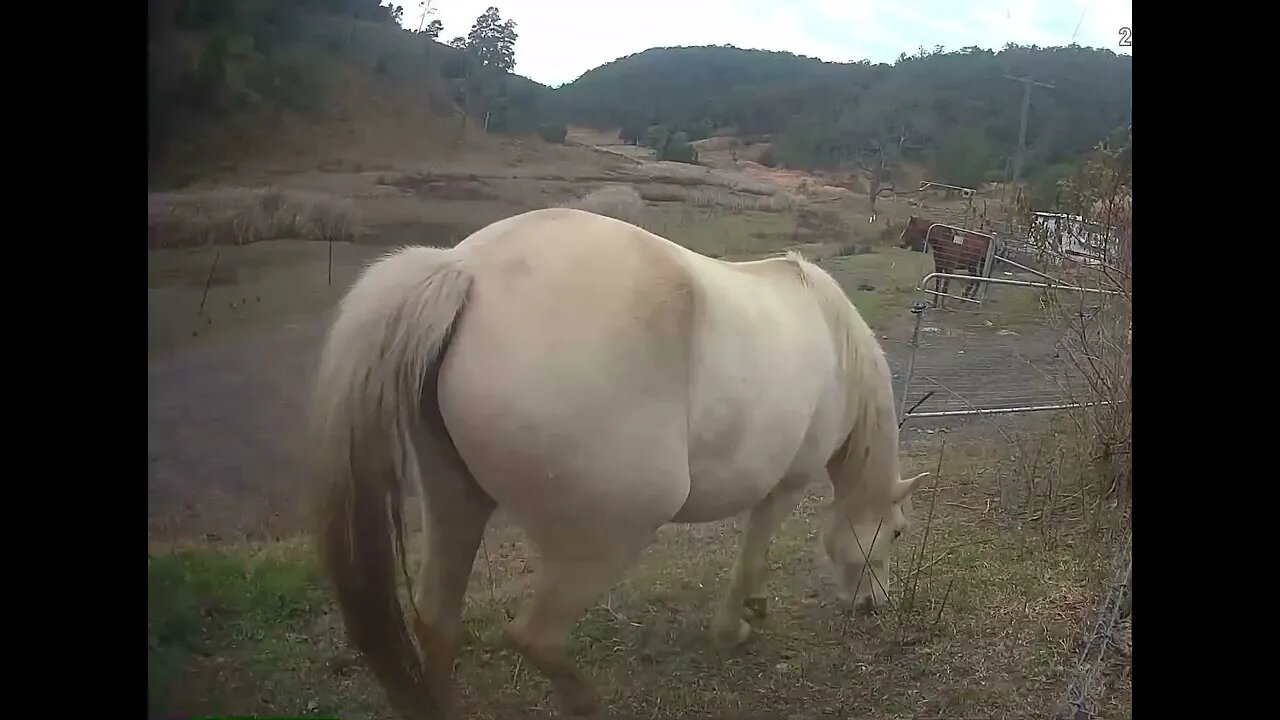 Palomino brumby fat on winter pasture #brumbies #guyfawkesheritagehorses