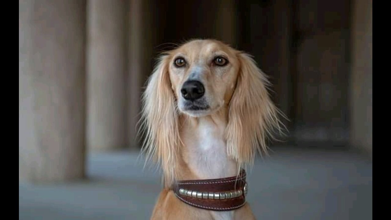 The dogs are cute and funny 2021