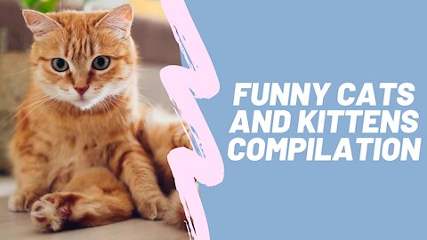 Funny Cats and Kittens - Compilation