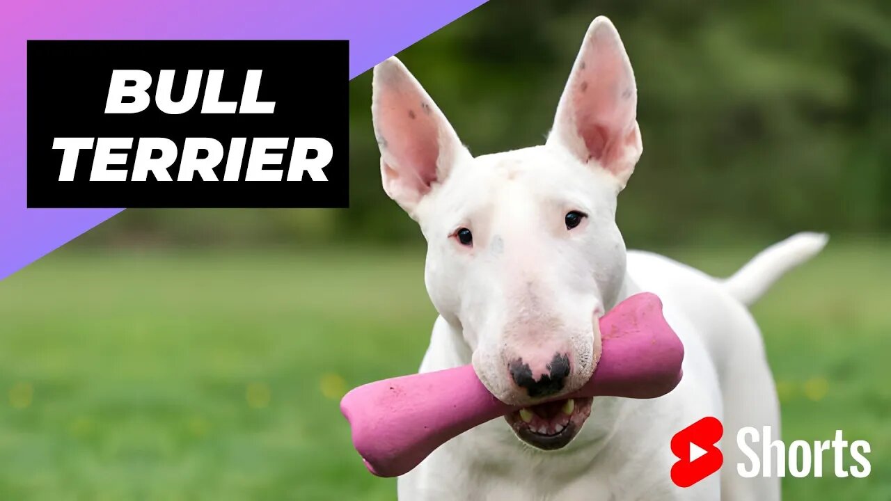 Bull Terrier 🐶 One Of The Most Popular Dog Breeds In The World #shorts